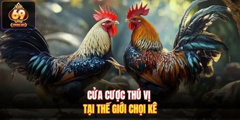 Cửa cược thú vị tại thế giới chọi kê