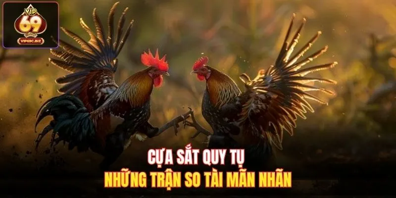 Cựa sắt quy tụ những trận so tài mãn nhãn