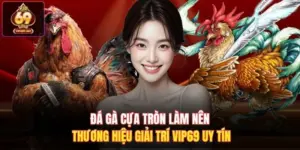 Đá Gà Cựa Tròn Làm Nên Thương Hiệu Giải Trí Vip69 Uy Tín