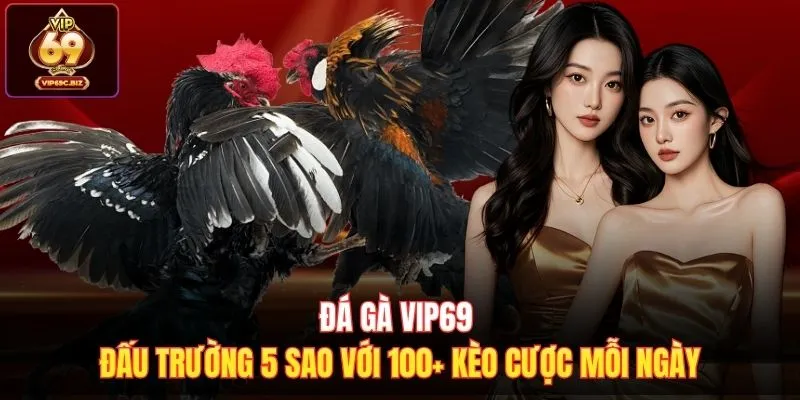 Đá Gà Vip69 - Đấu Trường 5 Sao Với 100+ Kèo Cược Mỗi Ngày