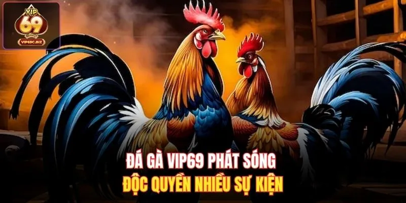 Đá gà Vip69 phát sóng độc quyền nhiều sự kiện