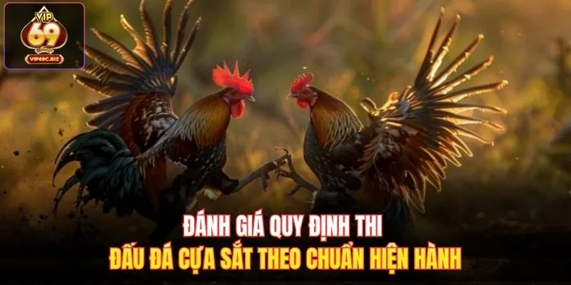Đánh giá quy định thi đấu đá cựa sắt theo chuẩn hiện hành