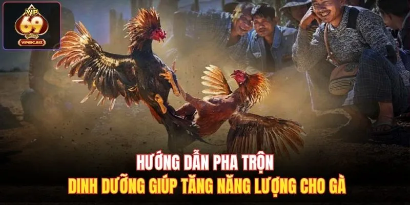 Hướng dẫn pha trộn dinh dưỡng giúp tăng năng lượng cho gà