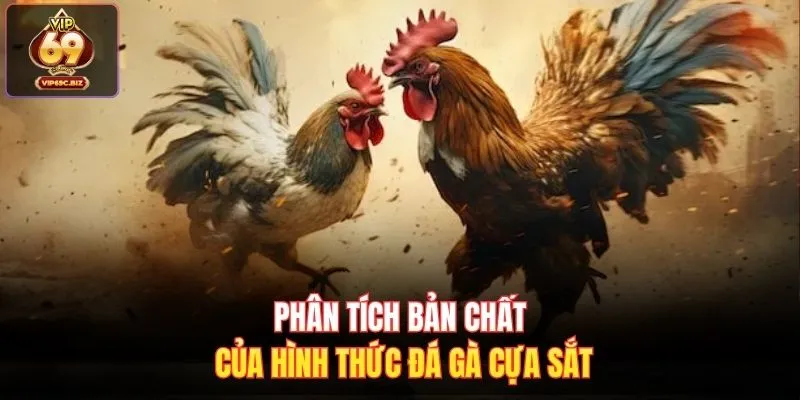 Phân tích bản chất của hình thức đá gà cựa sắt