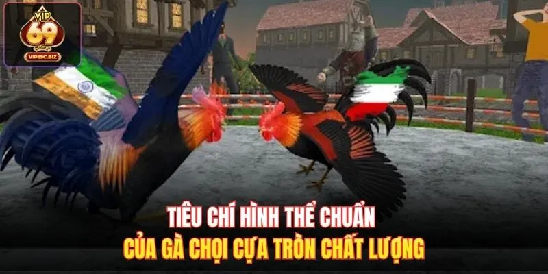 Tiêu chí hình thể chuẩn của gà chọi cựa tròn chất lượng
