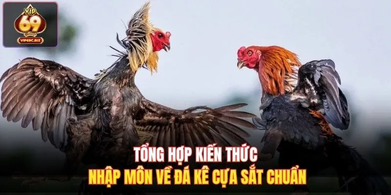 Tổng hợp kiến thức nhập môn về đá kê cựa sắt chuẩn